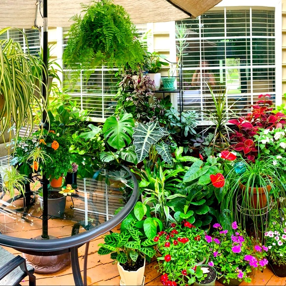 Meet your Posher, Nancy - Picture 5 of 8